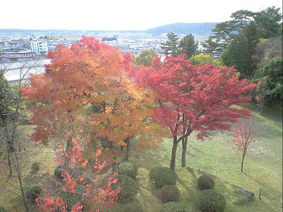 上野もみじ.JPG
