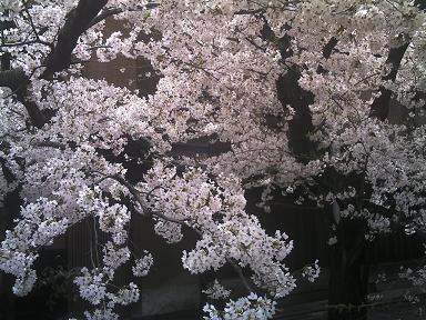 高瀬川の桜.JPG