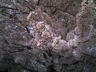 小学校の桜 ２.JPG