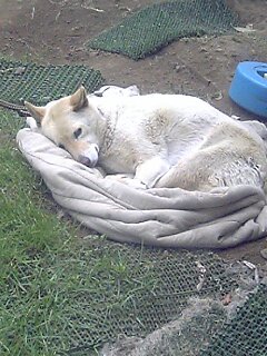 犬３