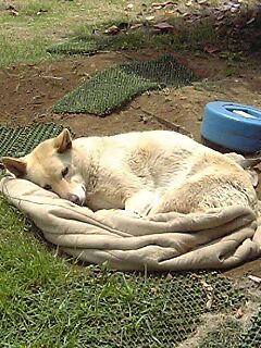 犬５