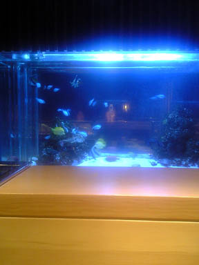 すし家カウンター