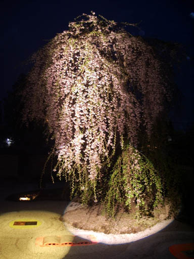 高台寺枝垂桜