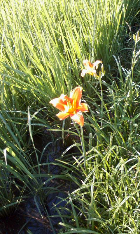 畔に咲く花