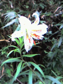 山百合の花