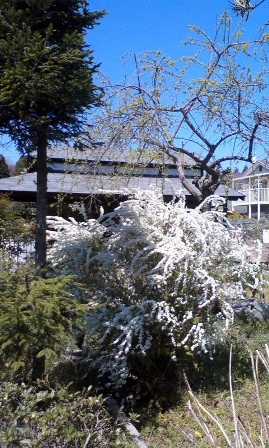 雪柳の花