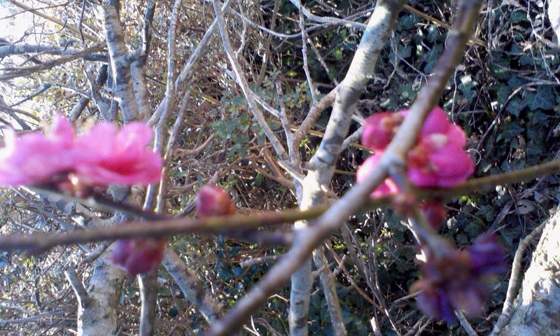 紅梅