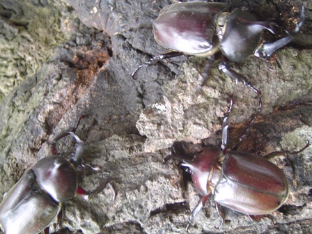 kabuto4