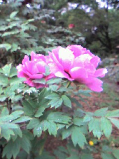 牡丹の花