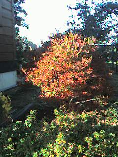 ドウダン躑躅
