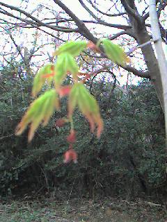 紅葉の花