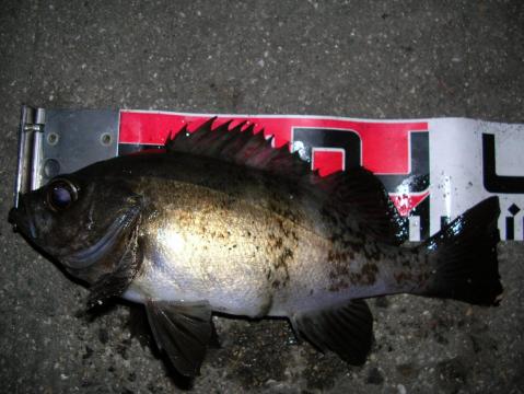 DSCN1038.JPG