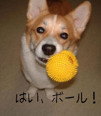 持って来たよ～