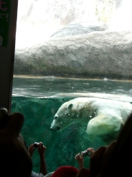 シロクマ水中