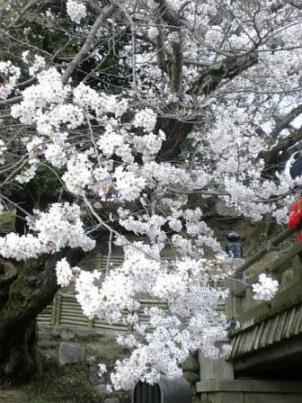 浮見堂の桜