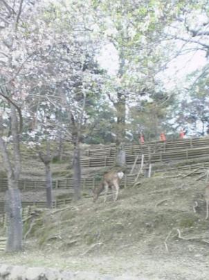 浮見堂鹿と桜