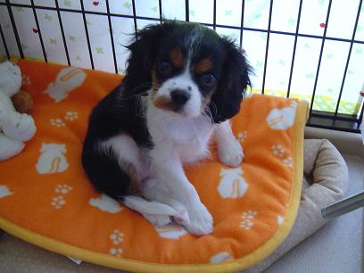 フェイラ 004.jpg