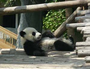 パンダ