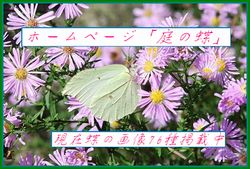 庭の蝶ポスター２－２.jpg