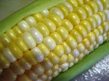とうもろこし.JPG