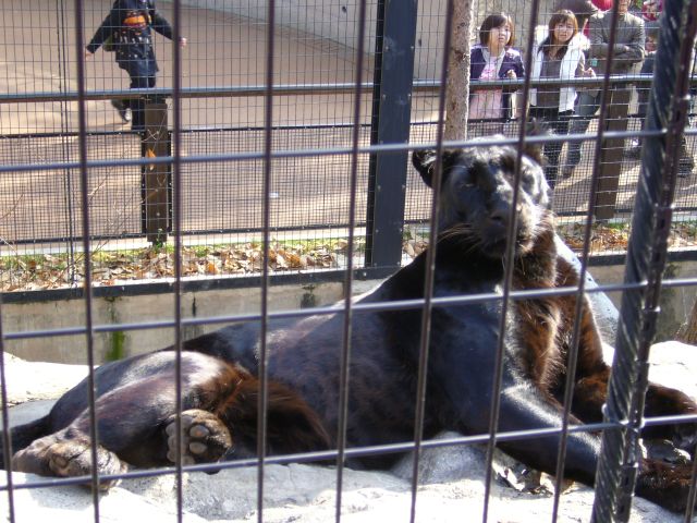 旭山動物園 黒ヒョウ ｔａｋａのブログ 楽天ブログ