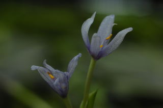 ヘテランテラの花その２