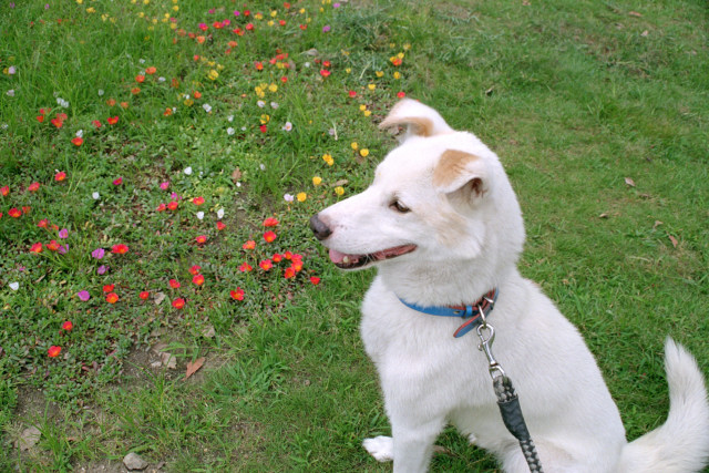 犬の散歩