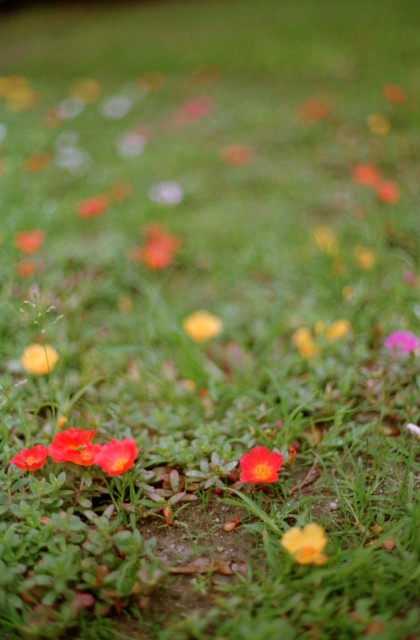 花壇のちいさな花たち