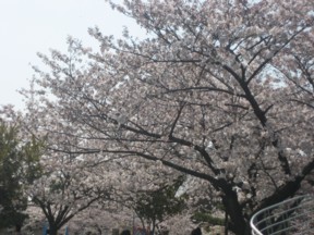 桜　１.jpg