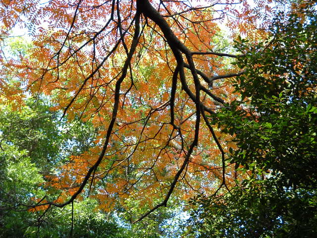 紅葉を見上げる