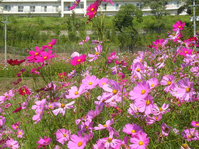 コスモス　花盛り