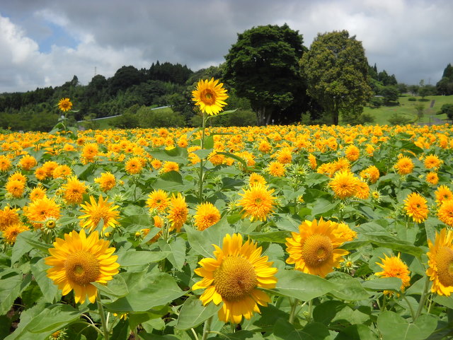 ヒマワリの咲く野