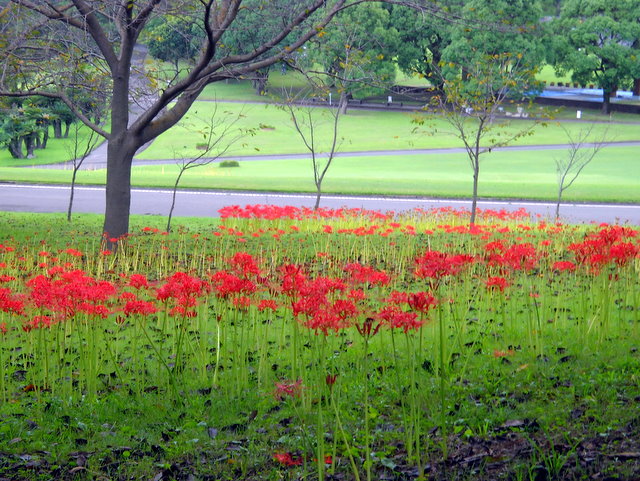 彼岸花のある風景