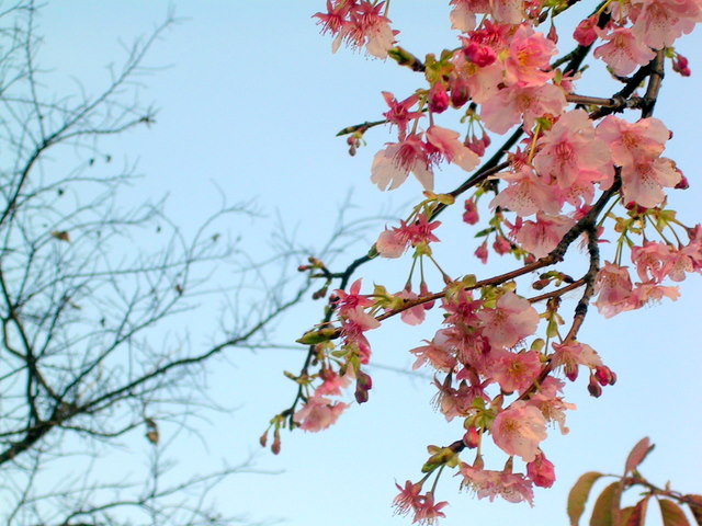 河津桜