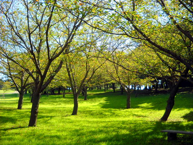 桜葉の黄葉