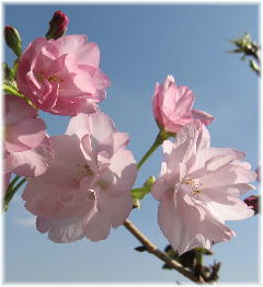 0408青空に桜１