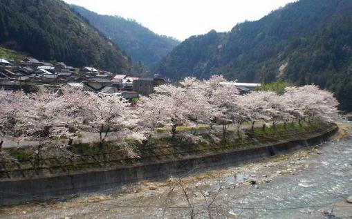 双津峡温泉の桜