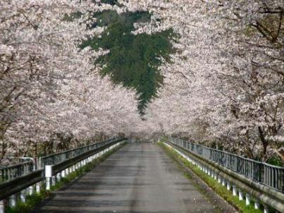 とことこトレインの桜のトンネル