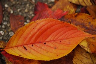 すっかり紅葉