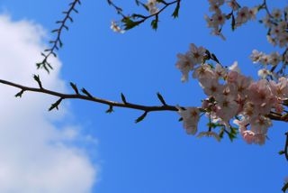 桜写真