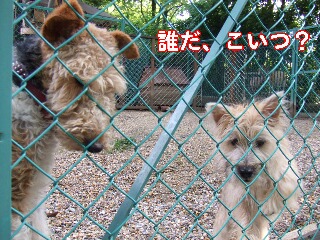 園の番犬たち