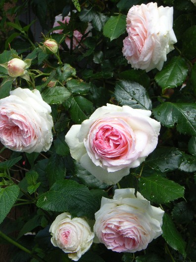 ピエールドロンサール