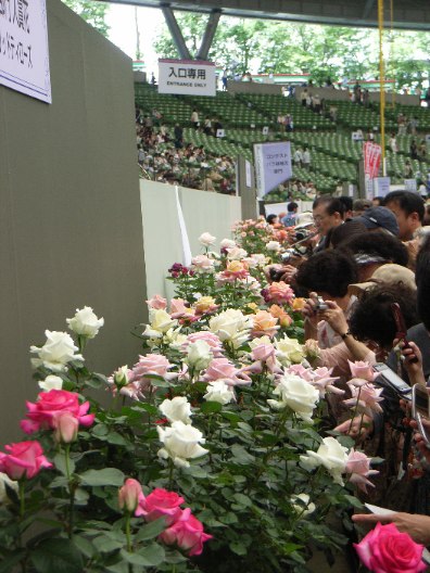 国際バラ展鉢花コンテスト