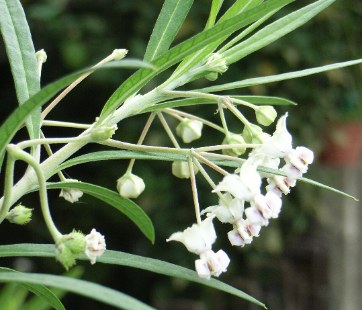 フウセントウワタの花