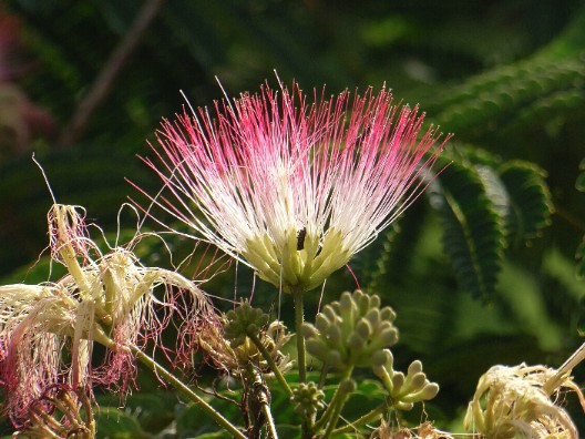 ネムの花