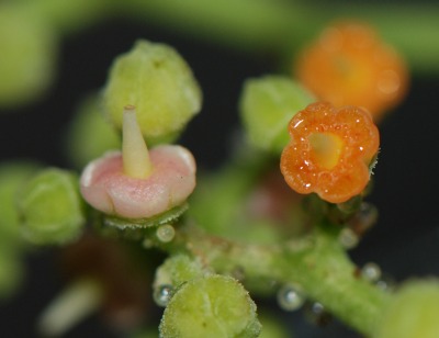 ヤブカラシの雌花色違い