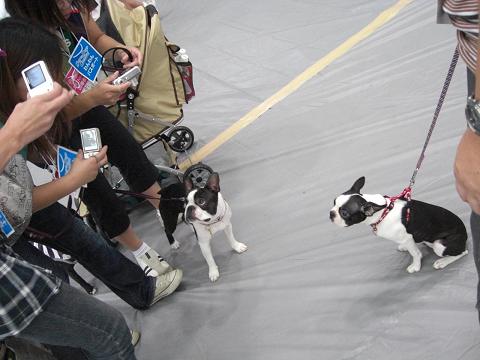 アイドル並み?!