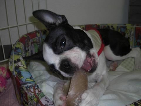 ひづめでちゅ(^з^)～♪