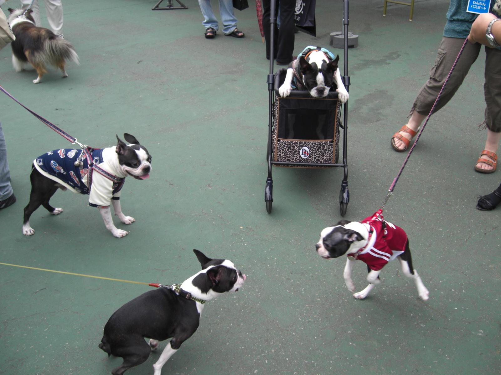 ぼすてりいっぱい