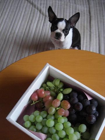 ぶどーってなんでつ?